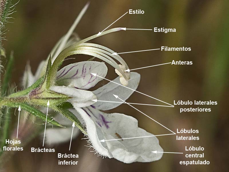 Estructura y partes de la inflorescencia del Pinillo bastardo (Teucrium pseudochamaepitys)