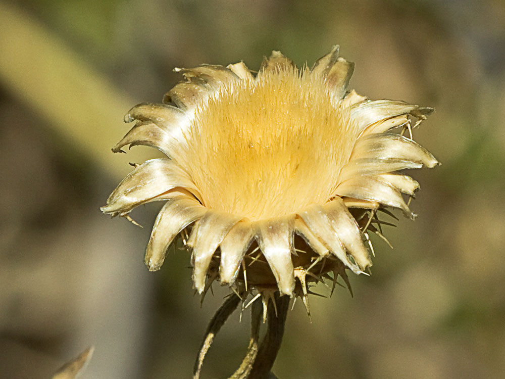 Capítulo del Quibraraos (Centaurea aspera)