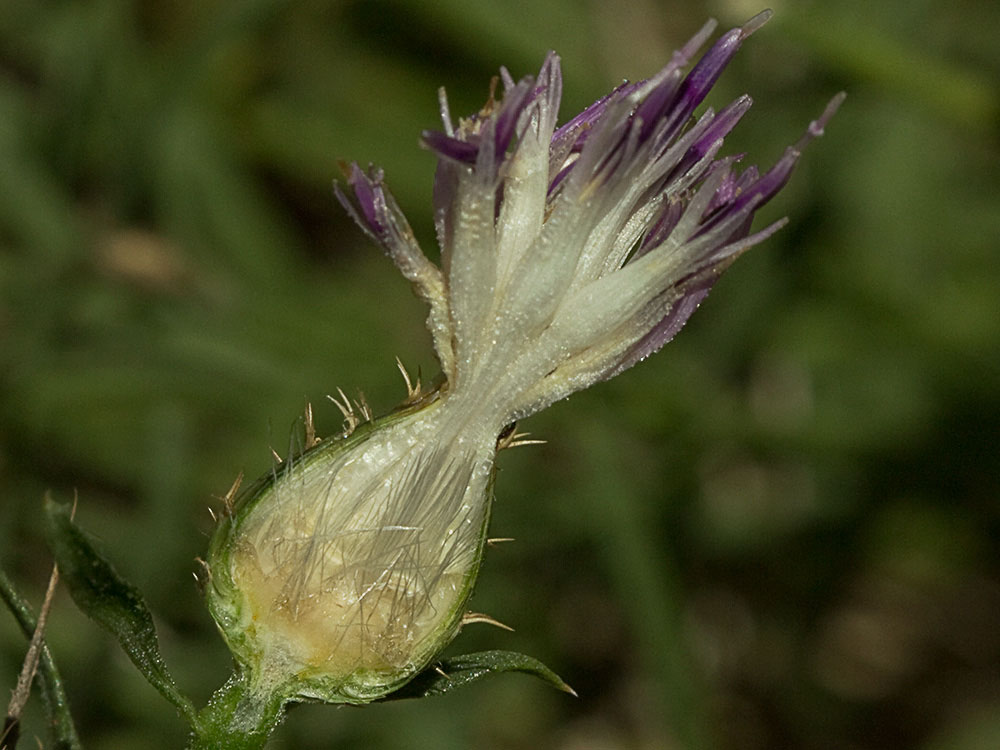 Capítulo del Quibraraos (Centaurea aspera)