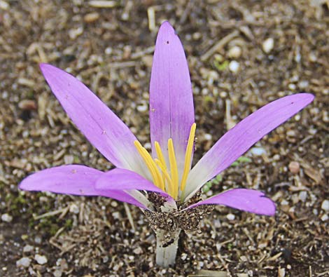 Otra flor de quitamenriendas (Merendera pyrenaica)
