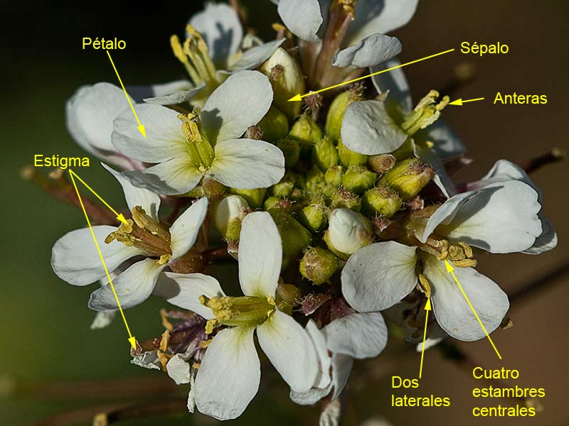 Rabanillo blanco (Diplotaxis erucoides)
