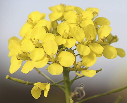 Flores de rabanillo (Diplotaxis virgata)