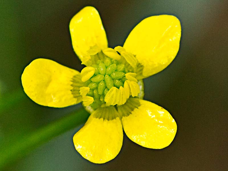 Flor del ranúnculo de tres lóbulos (Ranunculus trilobus)