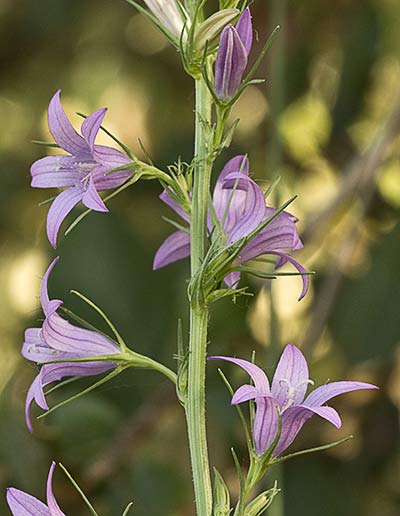 Flores del Rapónchigo (Campanula rapunculus)