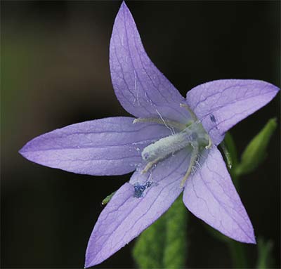 Flor del raponchigo (Campanula rapunculus)