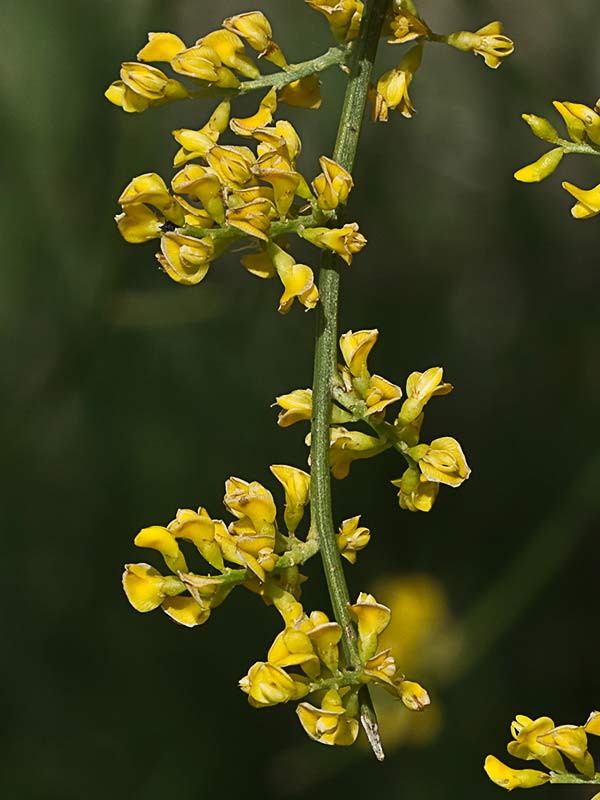 Flores de retama (Retama sphaerocarpa)