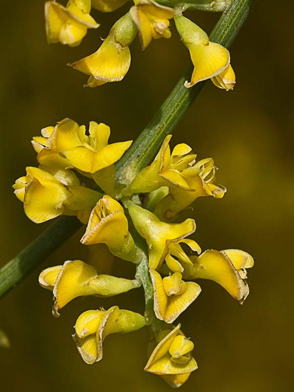 Retama amarilla o común (Retama sphaerocarpa) 