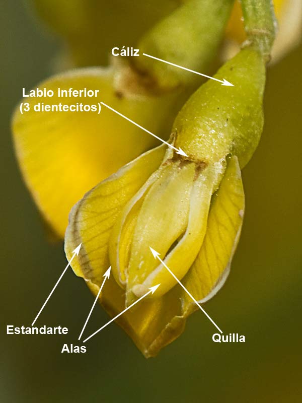 Detalle de la flor de la Retama amarilla o común (Retama sphaerocarpa) 