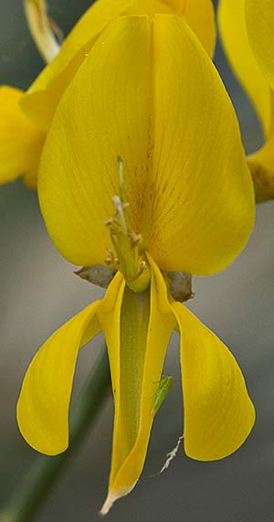 Flor de la retama olorosa (Spartium junceum) 