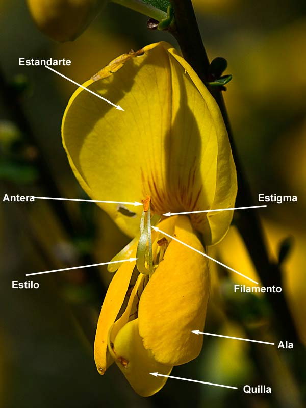 Partes de la Flor de la retama olorosa (Spartium junceum)