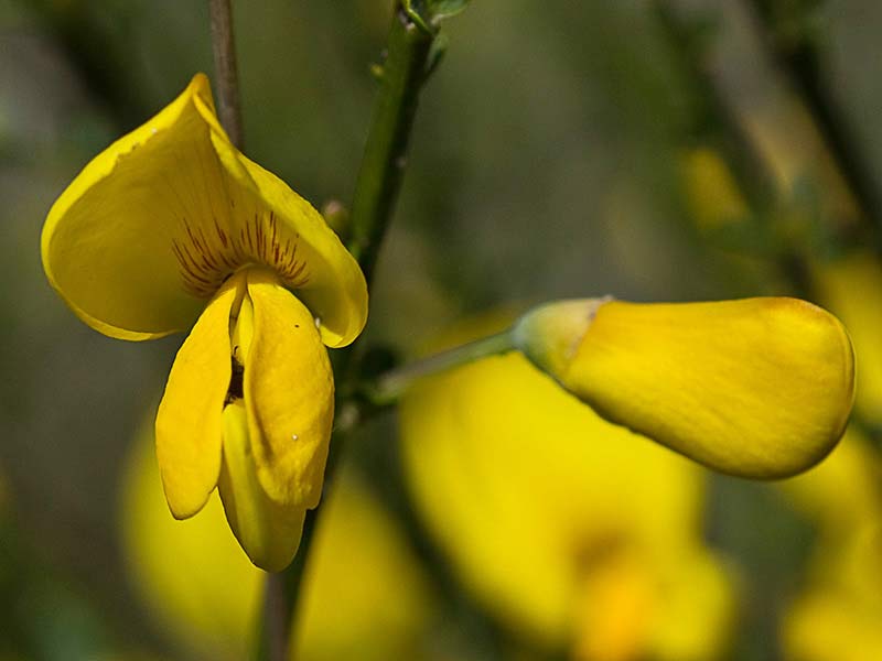 Flor de la retama olorosa (Spartium junceum)