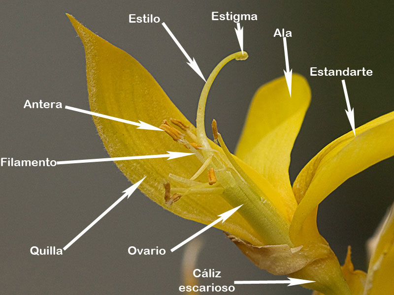Estructura y partes de la Flor de la retama olorosa (Spartium junceum)