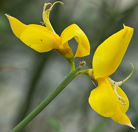 Flor de la retama olorosa (Spartium junceum)