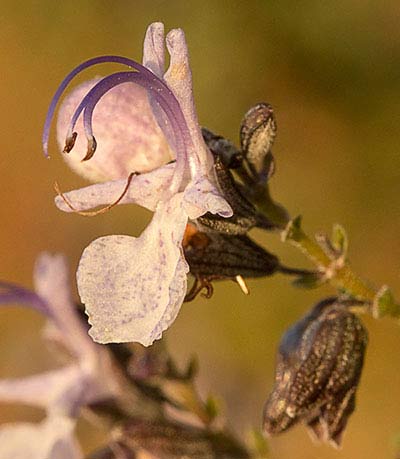 Flor del romero (Rosmarinus officinalis)