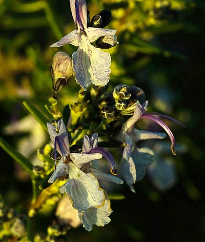 Flores del romero (Rosmarinus officinalis) 