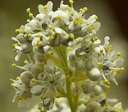 Panícula de Rompepiedras (Lepidium latifolium)