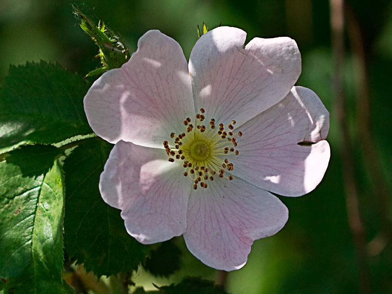 Flor del tapaculos o Rosa Canina