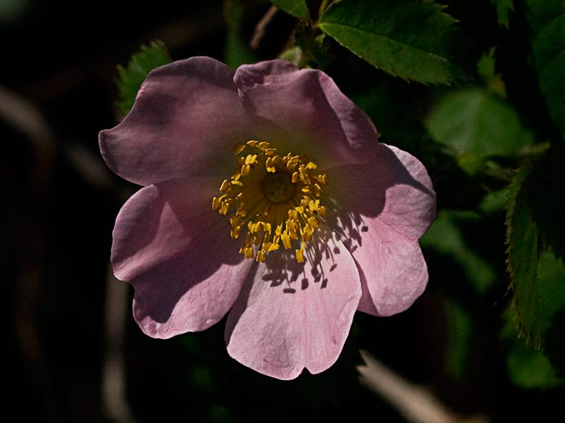 Flor del tapaculos, Rosa canina