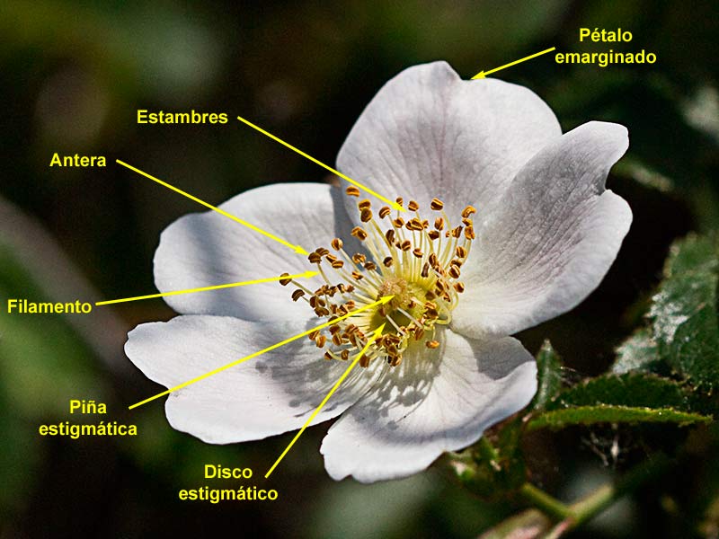 Partes de la Flor del tapaculos, Rosa canina