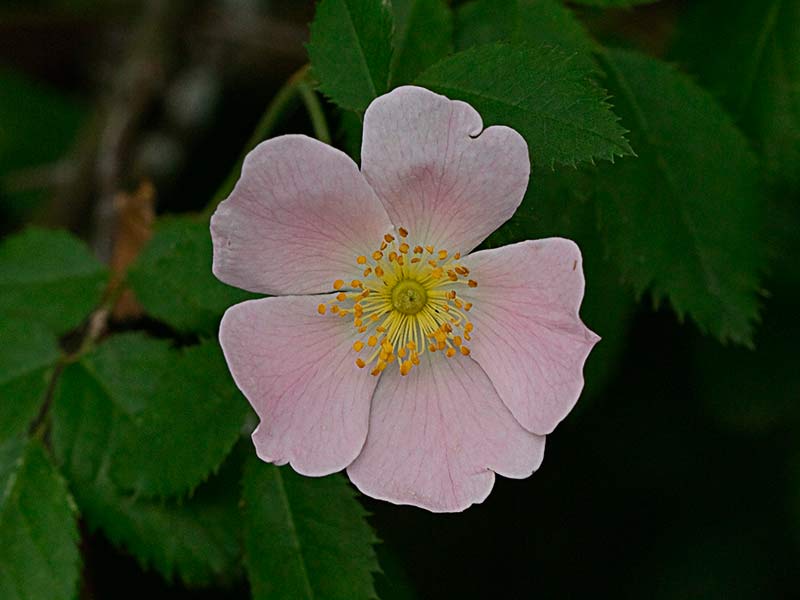  Una flor del Escaramujo, Rosa canina