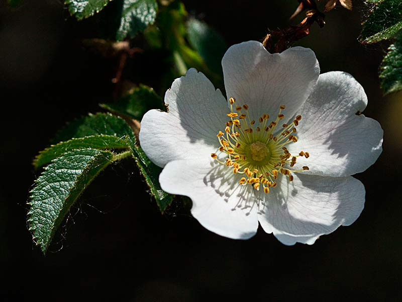 Flor blanca del tapaculos, Rosa Canina