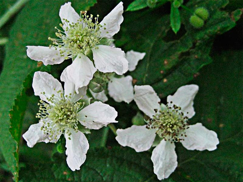Flores de la zarza cana o parrilla (Rubus caesius) 