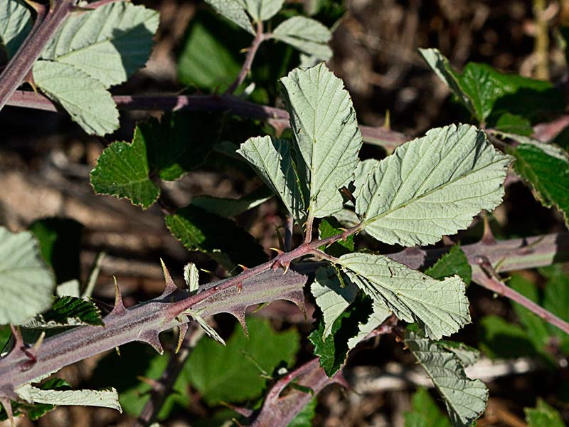 Rama y envés de las hojas de zarzamora (Rubus ulmifolius)