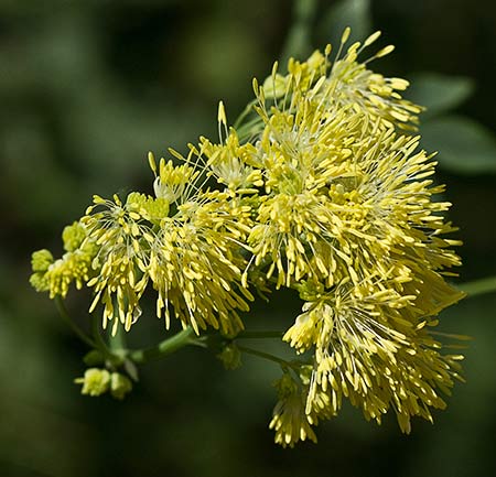 Panícula de Ruda pratense amarilla (Thalictrum flavum)