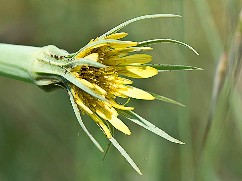 Salsifí amarillo (Tragopogon dubius)