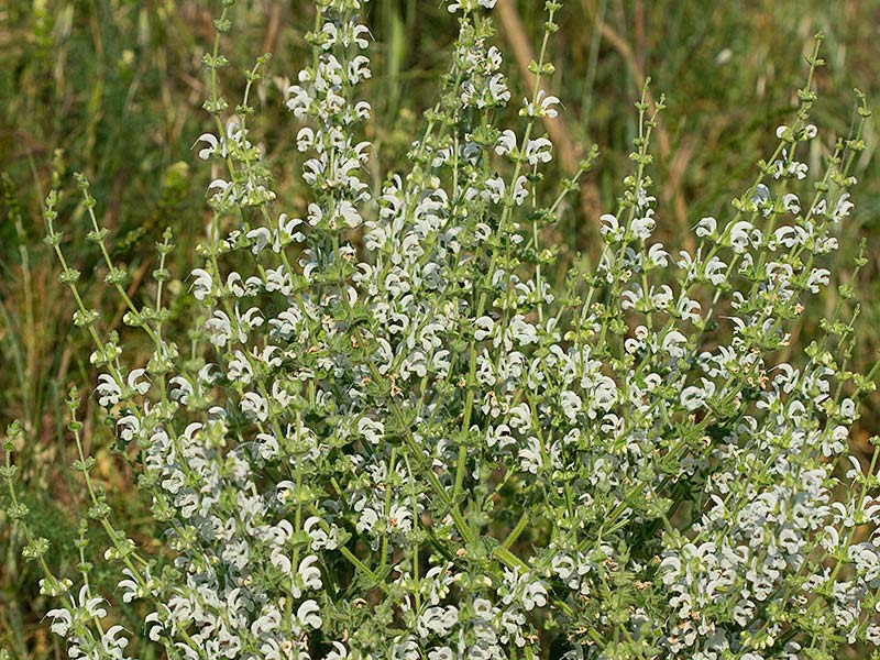 Mata de Salvia blanca (Salvia argentea)