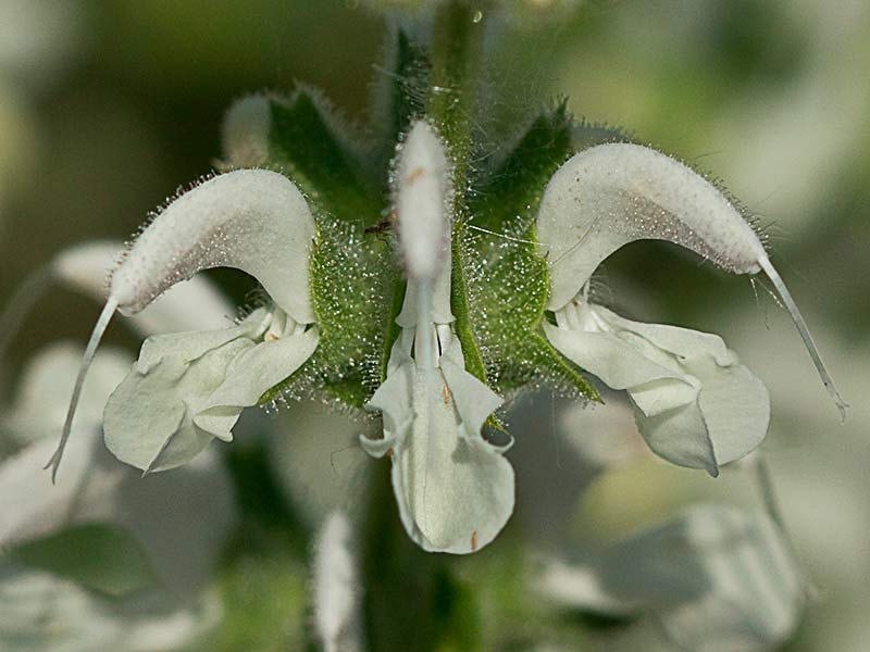 Verticilastro de Salvia blanca (Salvia argentea)