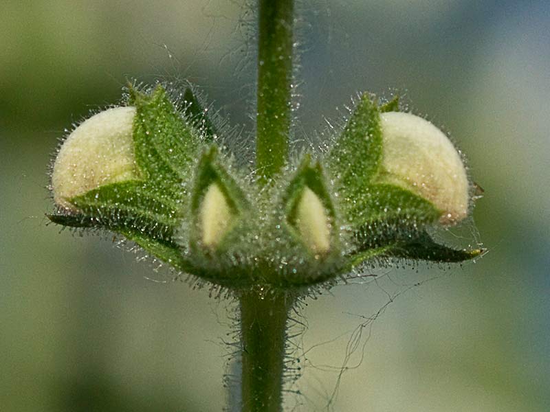 Inflorescencia de Salvia blanca (Salvia argentea)