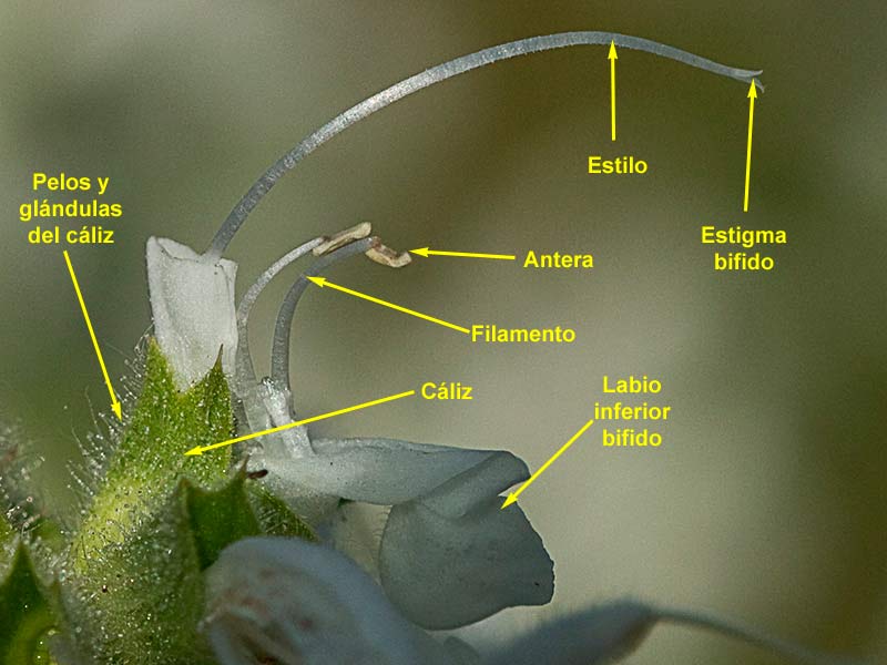 Partes de la flor de Salvia blanca (Salvia argentea)