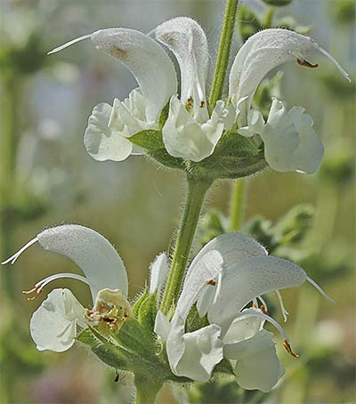 Salvia blanca (Salvia argentea)