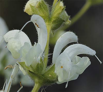 Salvia blanca inflorescencia (Salvia argentea)