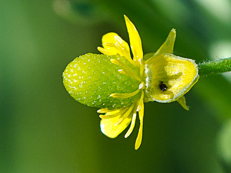 Sardonia (Ranunculus sceleratus))