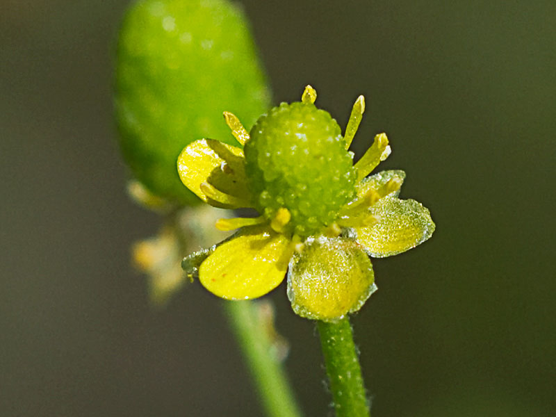 Sardonia (Ranunculus sceleratus)