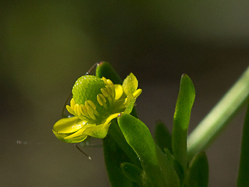 Sardonia (Ranunculus sceleratus))