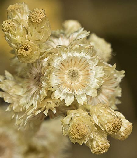Helichrysum stoechas, siempreviva