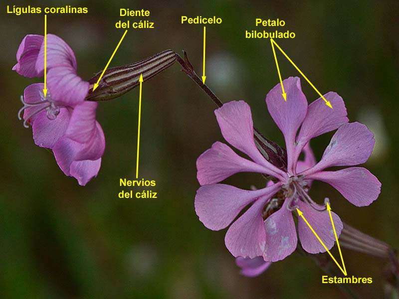 Morfología de la inflorescencia de la Silene colorata