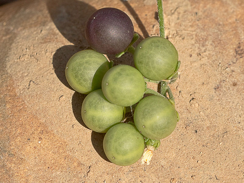 Fruto del tomatillo, Solanum nigrum