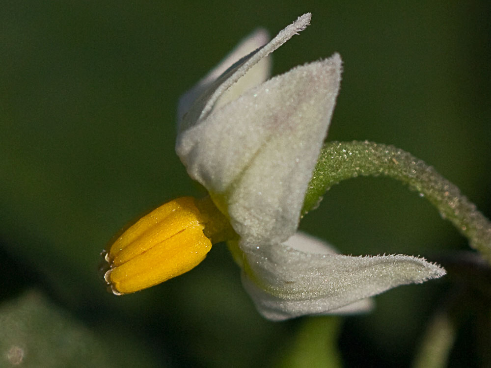 Flor del tomatillo, Solanum nigrum