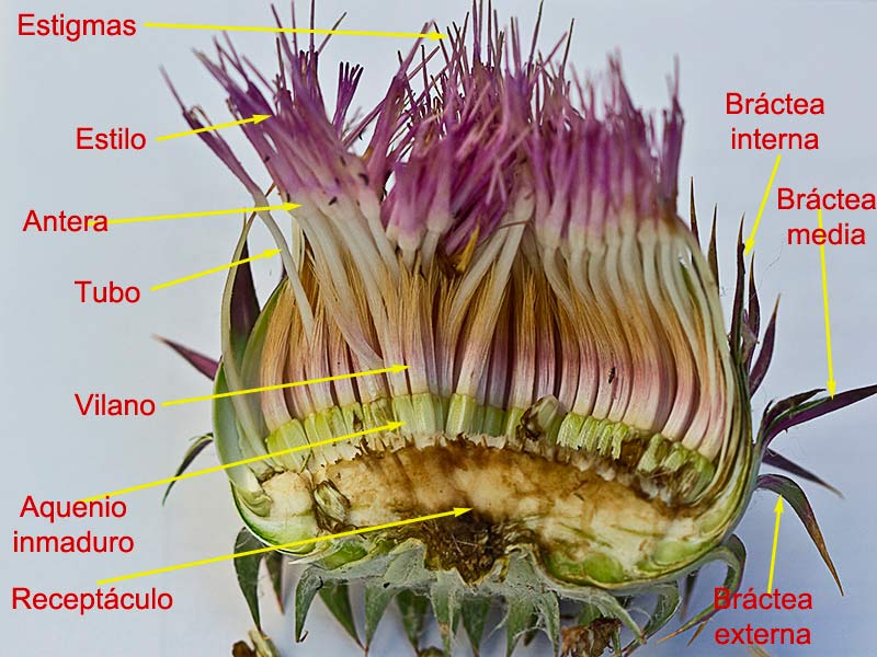 Estructura y partes del capítulo de una flor compuesta, Toba, cardo borriquero (Onopordum illyricum)
