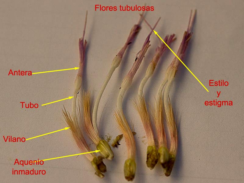 Estructura y partes de una flor compuesta, Toba, cardo borriquero (Onopordum illyricum)