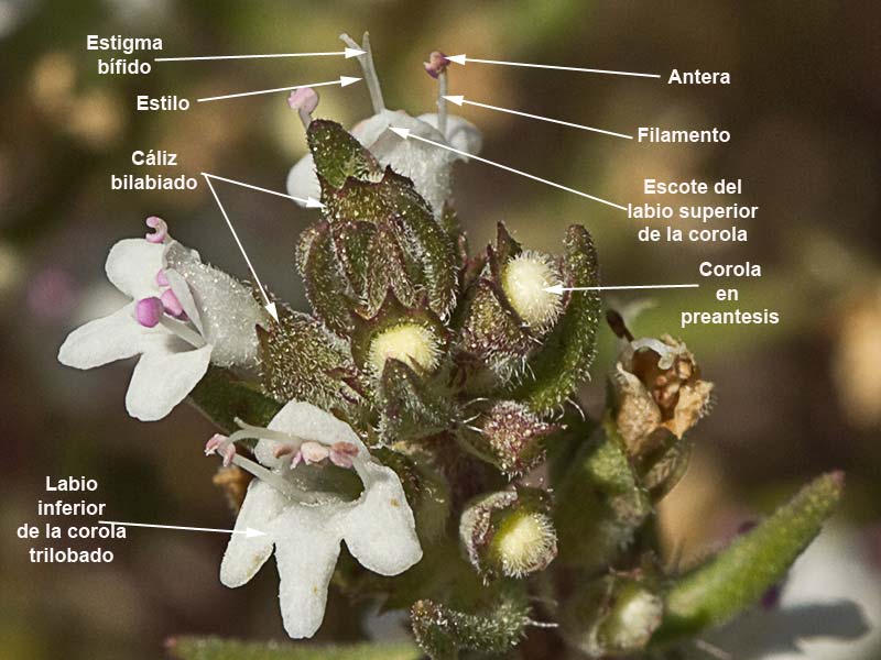 Partes de la flor del Tomillo blanco (Thymus mastichina)