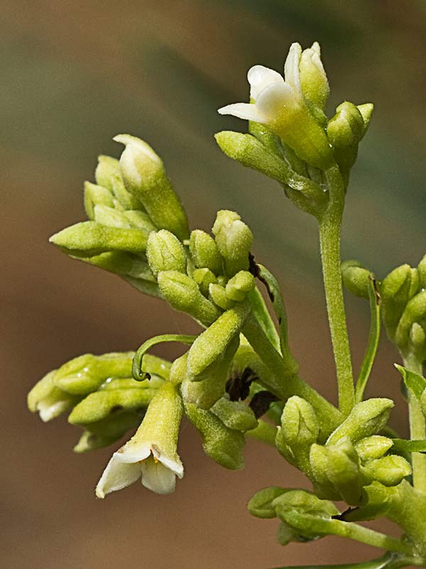 Ramillete de flores del torvisco (Daphne gnidium)