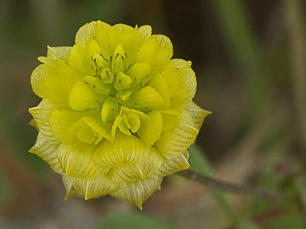 Flor del trébol amarillo (Trifolium campestre)