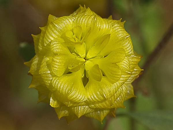 Trébol campestre (Trifolium campestre)