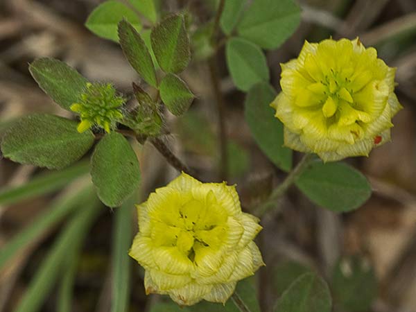 Trébol dorado (Trifolium campestre)
