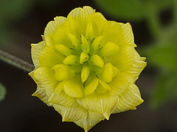 Flor del Trébol dorado (Trifolium campestre)